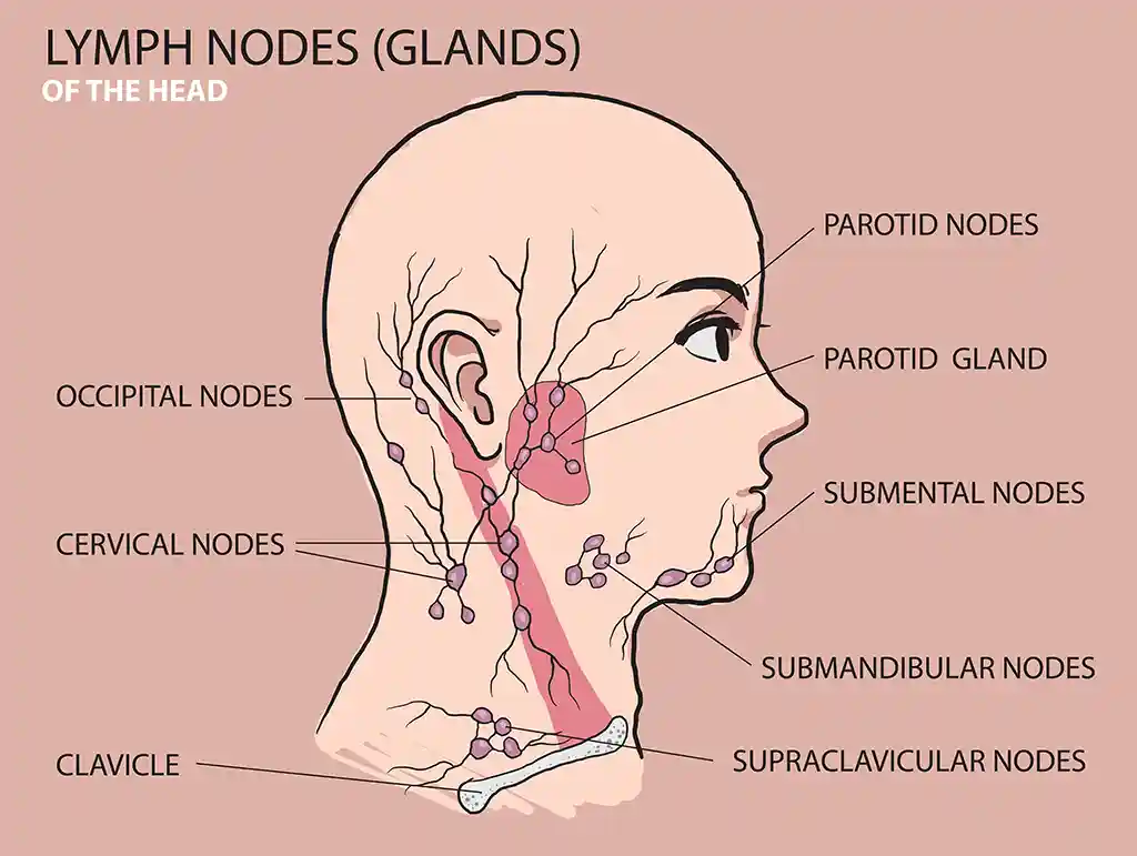 image guasha-cupping-lymphatic-drainage-chicago-4